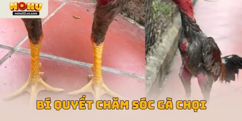 Bí Quyết Chăm Sóc Gà Chọi Chuẩn Được Chuyên Gia Nohu52 Hé Lộ