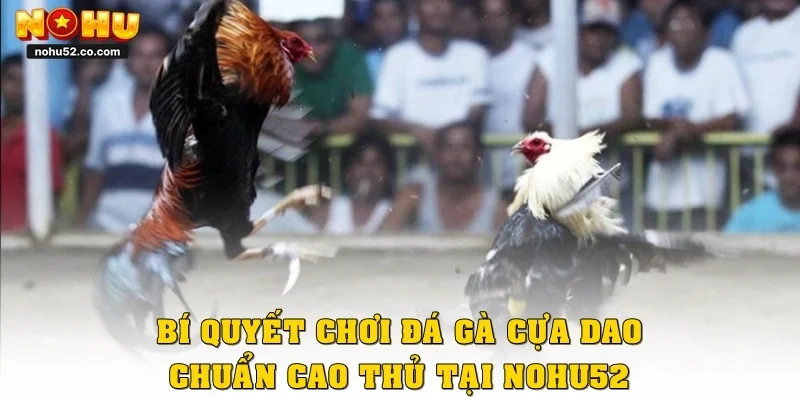 Bí Quyết Chơi Đá Gà Cựa Dao Chuẩn Cao Thủ Tại Nohu52