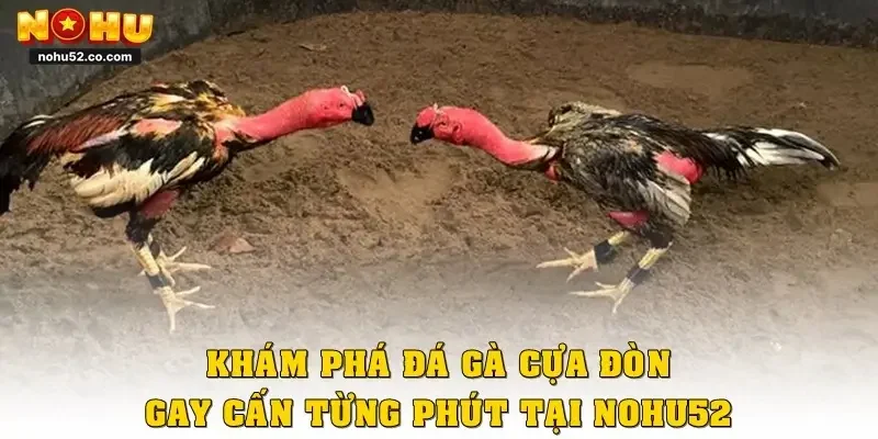 Khám Phá Đá Gà Cựa Đòn, Gay Cấn Từng Phút Tại Nohu52
