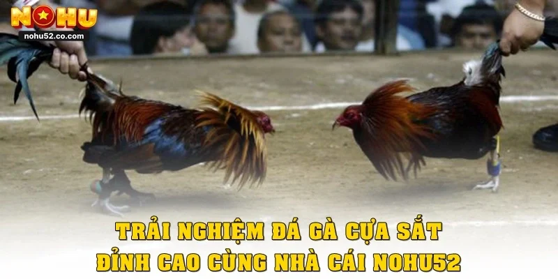 Trải Nghiệm Đá Gà Cựa Sắt Đỉnh Cao Cùng Nhà Cái Nohu52