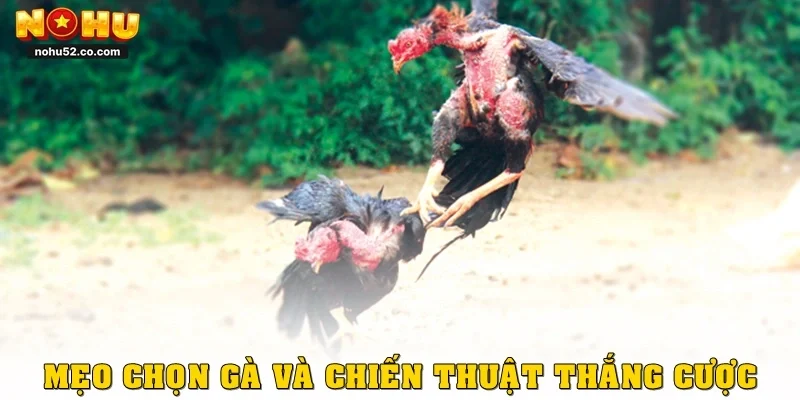 Mẹo chọn gà và chiến thuật thắng cược