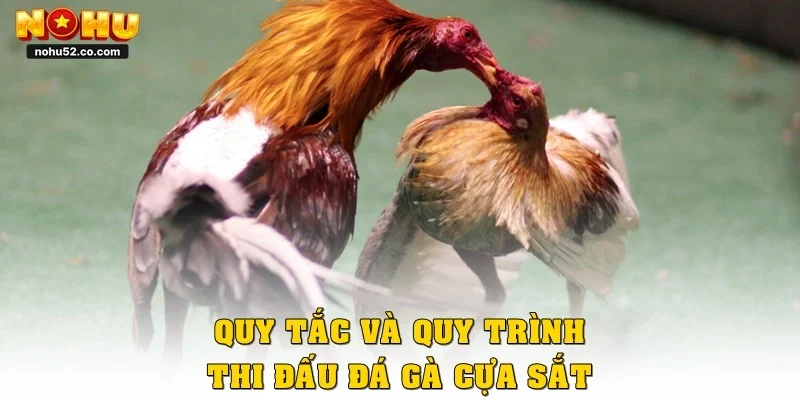 Quy tắc và quy trình thi đấu đá gà cựa sắt