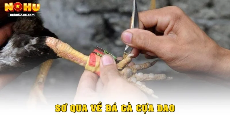 Sơ qua về đá gà cựa dao